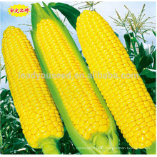 ACO011 Yumi yellow skin f1 hybrid super sweet corn seeds